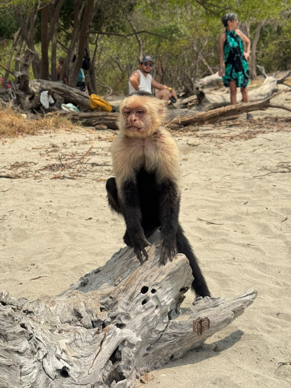 Wildlife experience in Guanacaste Costa Rica